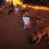 photo de livraison pour Help Adopt Moroccan Animals