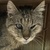 photo animal