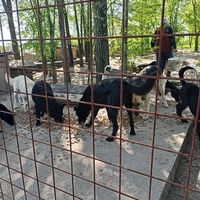 photo de livraison pour Association for the protection of animals "BAK"