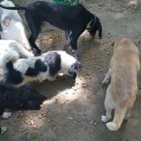 photo de livraison pour P.U.Ž. pomoć ugroženim životinjama Vel Gradište