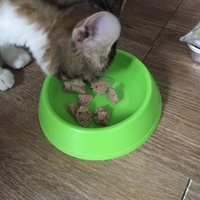 photo de livraison pour Les Chats Libres Condom 32