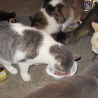 photo de livraison pour Jardin des Chats