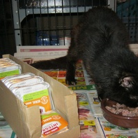 photo de livraison pour Au Bonheur des Chats Libres