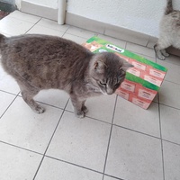 photo de livraison pour Castel Cats