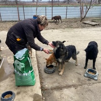 photo de livraison pour Udruženje za zaštitu životinja "Pongo"