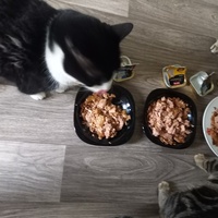 photo de livraison pour Les Pattounes de l'Espoir