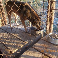 photo de livraison pour Pro Animals Finland ry