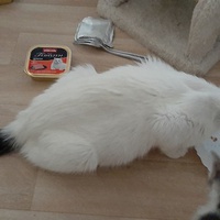 photo de livraison pour Bien vivre avec les Chats Sallélois