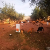 photo de livraison pour Help Adopt Moroccan Animals