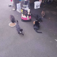 photo de livraison pour Sweety Pets