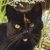 photo animal