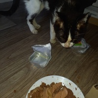 photo de livraison pour Les Pattounes de l'Espoir