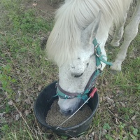 photo de livraison pour Equi-Libre : Droit à la Retraite Equine