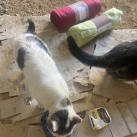 photo de livraison pour Les Chats De QUEAUX