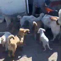 photo de livraison pour Associtia Axi Hope Romania