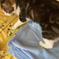 photo de livraison pour Cosette