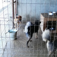 photo de livraison pour Sammelstelle für Tiere in Not e.V.