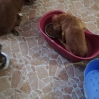 photo de livraison pour Sammelstelle für Tiere in Not e.V.