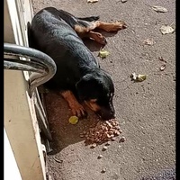 photo de livraison pour Ivana Nikolić