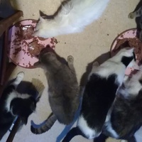 photo de livraison pour Pour l'Amour des Chats