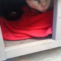 photo de livraison pour Protect Cat