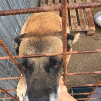 photo de livraison pour Save & Hope for Dogs