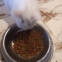 photo de livraison pour Comme Chiens et Chats Maroc