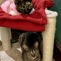 photo de livraison pour Association C.A.T.S. Chat Animal Terrien Solidarité