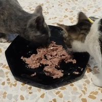 photo de livraison pour Cat Miaou