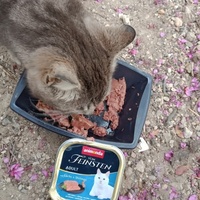 photo de livraison pour Les Chats-Pitresdelavi-Ste