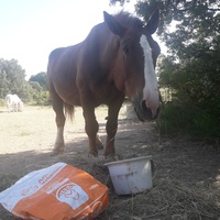 photo de livraison pour Happy Horse Day