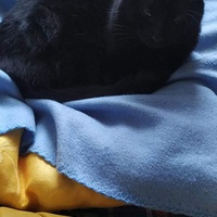 photo de livraison pour A Pas De Chats