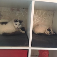 photo de livraison pour Adopt un Poilu