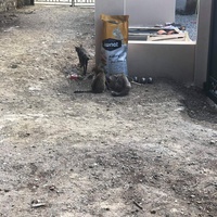 photo de livraison pour Chats en Liberté
