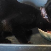 photo de livraison pour Les Chats de la Rue