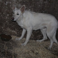 photo de livraison pour Beta Zajecar