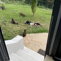 photo de livraison pour SADF (Sauvetage des animaux domestiques de France)