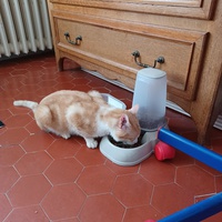 photo de livraison pour Association Des  Chats  De Hyeres