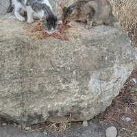 photo de livraison pour L'Ecole du Chat Istreen
