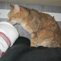 photo de livraison pour Au Bonheur des Chats Libres