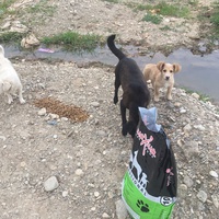 photo de livraison pour Woolly Woofters