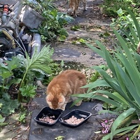 photo de livraison pour Ecole du Chat des Alpilles