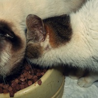 photo de livraison pour Soyons Positifs