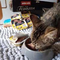 photo de livraison pour Les chats de l'Indifférence