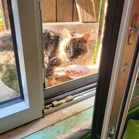photo de livraison pour Ecole du Chat d’Arbois
