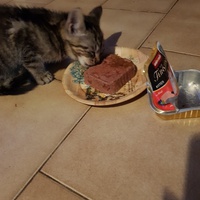 photo de livraison pour Des Cœurs pour les Pattes du 93