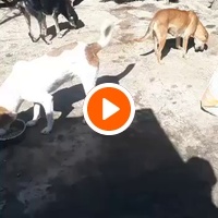photo de livraison pour Comme Chiens et Chats Maroc