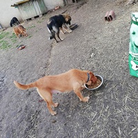 photo de livraison pour Serbian Society for the Protection of Animals - SSPA