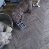 photo de livraison pour Lina's animal rescue