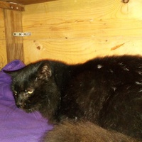 photo de livraison pour Les chats de chez nous